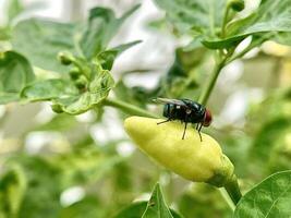 uma mosca em uma Pimenta plantar com verde folhas foto