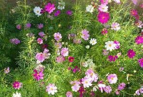 multicolorido flores do cosmos áster arbusto com caloroso luz solar dentro Primavera ou verão. jardinagem foto