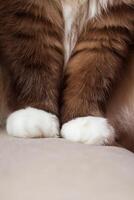 fofo patas do trapo boneca gato sentado em sofá. acolhedor animal. cópia de espaço foto