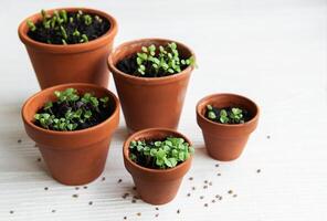 panelas com vários legumes mudas. foto