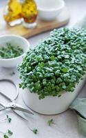 microgreens do rabanetes dentro branco Panela em branco de madeira fundo com tesoura. foto