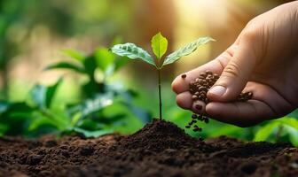 cultivar crescimento mão plantio jovem árvore rebento dentro solo foto