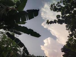 azul céu com branco nuvens acima a árvores foto