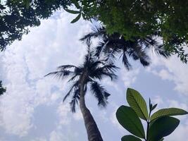 árvores com azul céu e branco nuvens para fundo. verão feriado conceito. foto