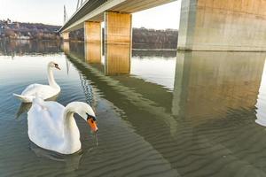 ponte da liberdade em novi sad, sérvia foto