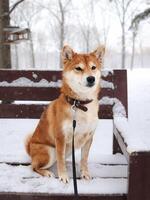 Shiba inu cachorro senta em uma banco. Shiba inu dentro inverno parque foto