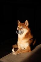 Shiba inu cachorro. Shiba inu mentiras e pega a do sol raios às lar. foto