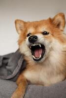 Shiba inu cachorro é nervoso. a cachorro mostra Está dentes. fofa fofo cachorro foto