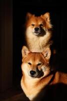 Shiba inu cães. fofa vermelho fofo cachorros dentro a Sol. cachorro retrato foto