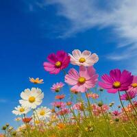 lindo cosmos flores florescendo dentro jardim. foto