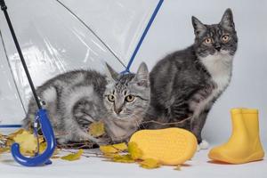 dois gatos com folhas de outono e botas de borracha amarelas sob um guarda-chuva transparente com cabo azul foto