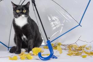 gato preto e branco com folhas amarelas de outono sob um guarda-chuva transparente com uma alça azul foto