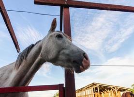 cabeça de cavalo em um rancho foto