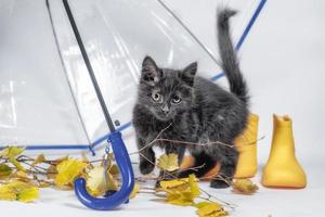 gatinho fofo preto com folhas de outono e botas de borracha amarelas sob um guarda-chuva transparente com cabo azul foto