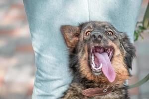 cachorro vira-lata feliz ao lado de uma mulher de jeans azul foto