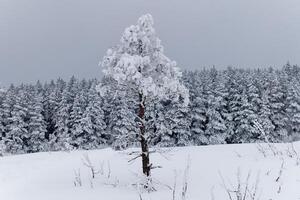 Visão do congeladas árvores dentro a floresta. montanha panorama em uma inverno dia. foto