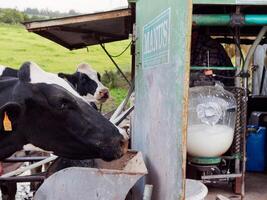 processo do ordenha a vacas. laticínios vaca ordenha, ordenha rotinas. foto