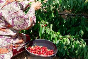 uma mulher colheita cereja frutas a partir de a árvores orgânico cerejas. foto