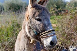 uma retrato do uma burro. foto