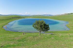 vrazje lago ou diabo lago dentro durmitor nacional parque, Montenegro. lindo vibrante cores do a azul água e verde grama. solitário árvore Próximo para a lago. viagem conceito. foto