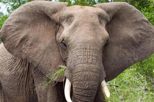 africano elefante comendo Relva dentro Kruger np foto