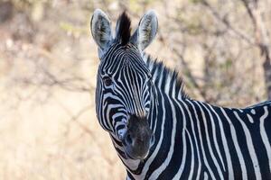 Burchell's zebra dentro mokala np foto