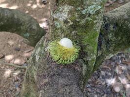 rambutan fruta em a árvore foto