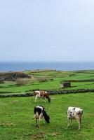 laticínios vacas pastar em exuberante verde Campos dentro terceira ilha, Açores, com a atlântico oceano dentro a fundo. foto