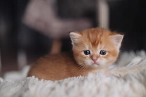 fofa pequeno dourado gatinho deitado em a cama e olhando às Câmera foto