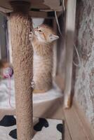 fofa pequeno gengibre gatinho jogando em a coçar postar dentro a quarto foto