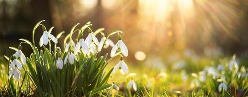 foto do lindo Primavera branco flores com borrado fundo. a flores estão chamado snowdrops.