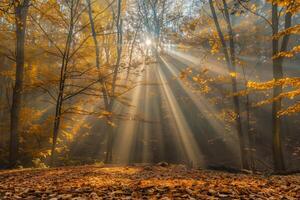 foto do uma conto de fadas panorama com luz solar transmissão através a floresta