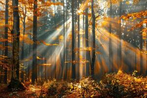 foto do uma conto de fadas panorama com luz solar transmissão através a floresta