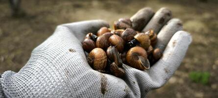 Caracol Fazenda fechar-se jardinagem molusco animal natureza ecologia vegetação Primavera verão foto