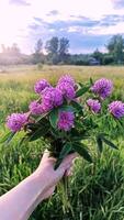 mulher mão segurando trevo ramalhete Rosa flores Prado ervas dentro frente do campo rústico cena verão campo período de férias parque floresta Relva natureza foto