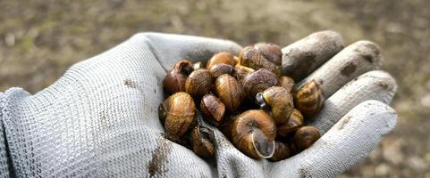 Caracol Fazenda fechar-se jardinagem molusco animal natureza ecologia vegetação Primavera verão foto