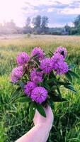 mulher mão segurando trevo ramalhete Rosa flores Prado ervas dentro frente do campo rústico cena verão campo período de férias parque floresta Relva natureza foto