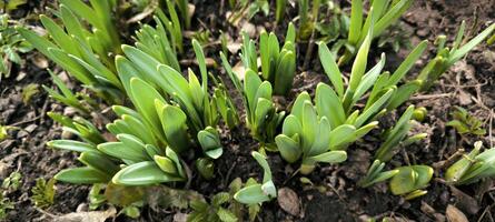 cedo Primavera folhas agricultura botânica snowdrops terra brotar natureza jardinagem vegetação ao ar livre foto