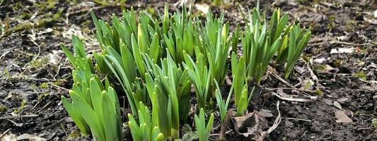 cedo Primavera folhas agricultura botânica snowdrops terra brotar natureza jardinagem vegetação ao ar livre foto