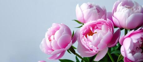 Rosa peônias bandeira em a certo lado bandeira cinzento sólido fundo espaço para texto cópia de espaço fechar acima pétalas de flores folhas jardim flores foto