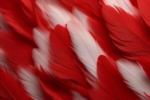 vermelho penas fundo, vermelho e branco penas padrão, penas fundo, penas papel de parede, pássaro penas padrão, foto