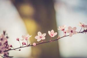 flores do festival de sakura foto