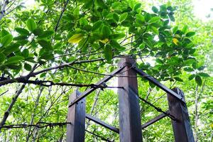 de madeira coluna estrutura dentro galo plantas ou crabapple mangue floresta com natural luz solar foto