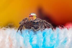 pulando aranha ou salticidae em uma embaçado fundo foto