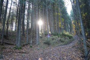 surpreendente outono floresta dentro manhã luz solar. vermelho e amarelo folhas em árvores dentro bosque foto