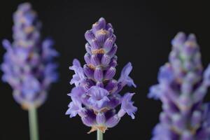 ai gerado lavanda flor fundo foto