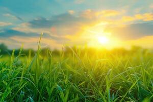 ai gerado pôr do sol Sol e campo do verde fresco Relva debaixo azul céu foto