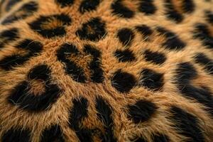 ai gerado leopardo pele foto