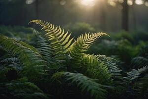 samambaias dentro a floresta às pôr do sol foto