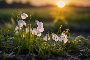 branco flores dentro a Relva às pôr do sol foto